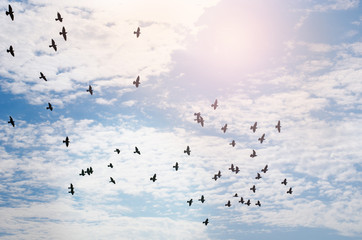 bird silhouette in the sky