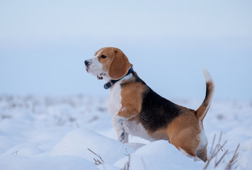 Beagle dog on a walk in winter snowy field