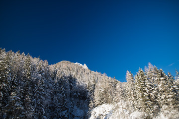 close up on snowy covered nude trees in julian alps in blue sky in winter season