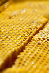 Fresh organic honey - healthy food concept - studio shot