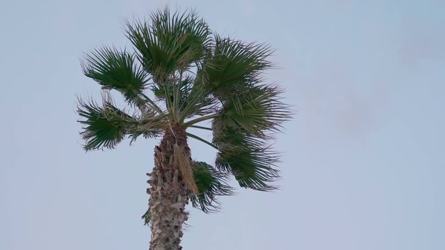 15932_The_waving_green_leaves_of_the_palm_tree.mov