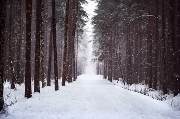  Snowy road in the forest, soft, furry snow falls. The road to love, to the heart. Salvation of forests, ecology, the road home. Winter fairy forest.