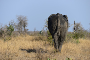 Elefant walk