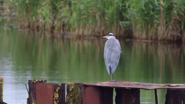 Graureiher steht auf rostigen Metal im Hafenbecken, Darsser Nothafen, (Ardea cinerea) 