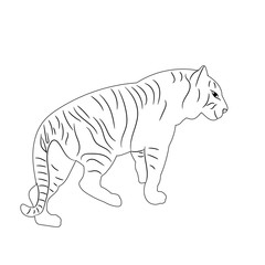 sketch of a tiger is coming