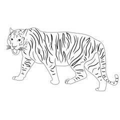 sketch of a tiger is coming