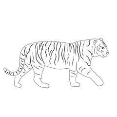 sketch of a tiger is coming