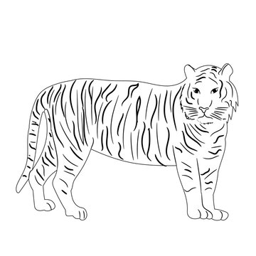 isolated sketch of a tiger