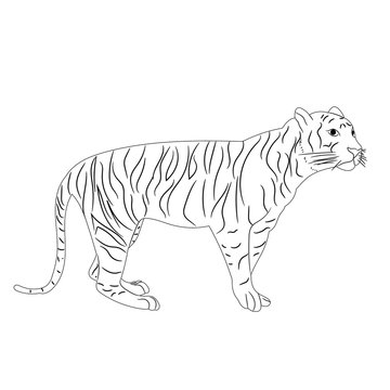 isolated sketch of a tiger is worth