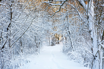 Winter landscape with snow covered trees in the forest.