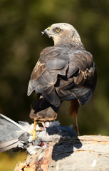 lagunero macho