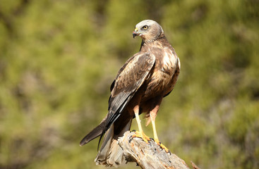 Obraz premium aguila lagunero en su atalaya