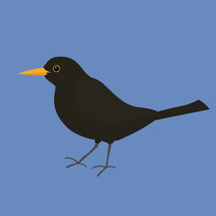 Blackbird 