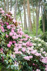 Rhododendron bush bloosom on springtime.