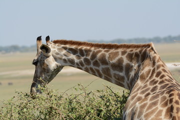 Giraffe eating