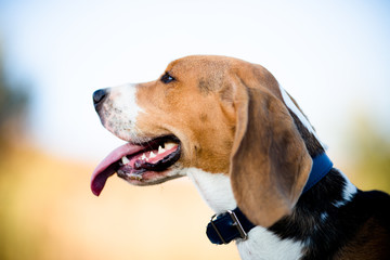 Perro beagle jugando al aire libre, animal de compañía