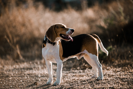 Perro beagle jugando al aire libre, animal de compa&ntilde;&iacute;a