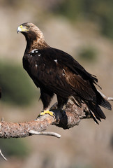 Aguila real en su posadero