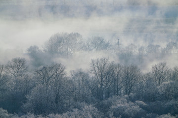 Obraz na płótnie Canvas 冬の森