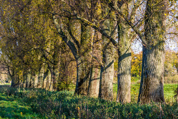 3256-Düsseldorf - Bäume in der Urdenbacher Kämpe
