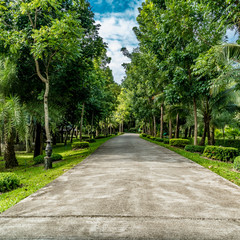 Road in the park