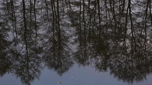 Beautiful winter view, the trees stand on the shore and are reflected in the water.Slow motion.