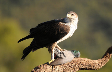 aguila perdicera con presa