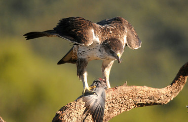 aguila perdicera en su posadero