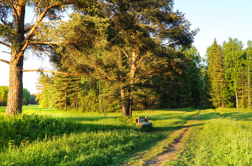 Naklejka premium The green landscape of forest Park with the sun. Path in the woods.