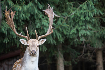 fallow deer, dama dama