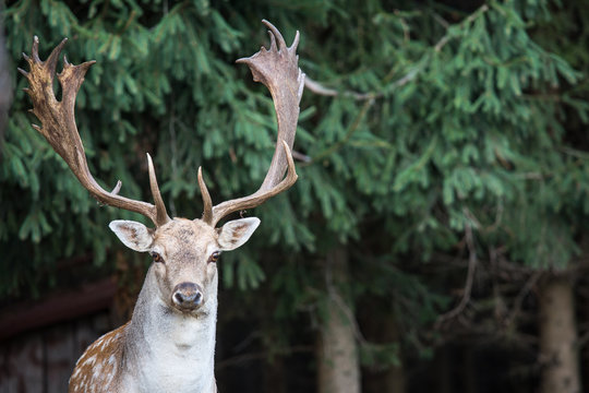 fallow deer, dama dama