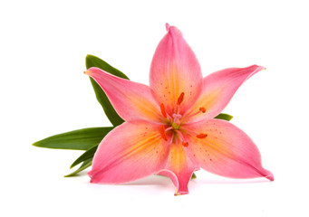 A lily flower decorating