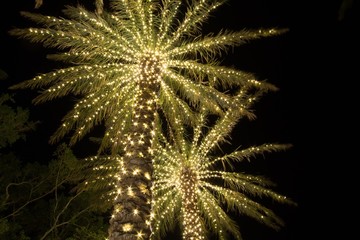 Palm Trees With Sparkling Christmas Lights - 185578946