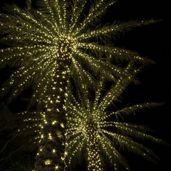 Palm Trees With Sparkling Christmas Lights - 185578952