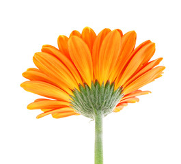 Fototapeta premium Close-up of orange gerbera petals on white background