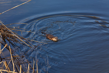 Muskrat Ondatra Zibethicus swims along in reflective and sparkling clear blue water