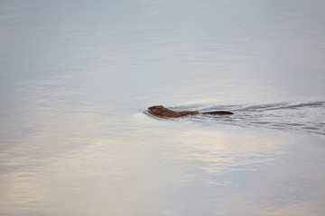 Muskrat Ondatra Zibethicus swims along in reflective and sparkling clear blue water