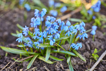 Early spring Blue Scilla Squill blossom background