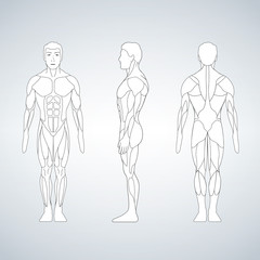 Full length muscle body, front, back view of a standing man