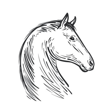 Horse sketch. Farm animal, steed vector illustration