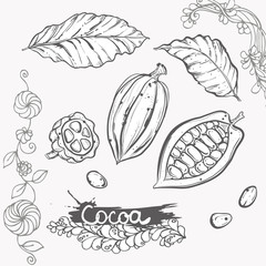 Obraz premium Hand drawn vector illustration set of monochrome cocoa, leaf, bean. sketch. Vector eps 8