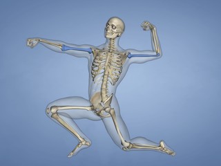 Humerus M-SKEL-HUMERUS 8, 3D Model