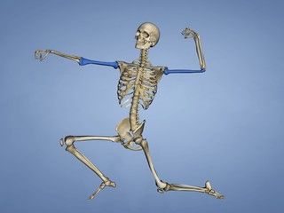 Humerus M-SKEL-HUMERUS Sk-8, 3D Model