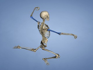 Humerus M-SKEL-HUMERUS Sk-9, 3D Model