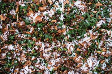 Creative natural background with beech leaves, snow and ivy.