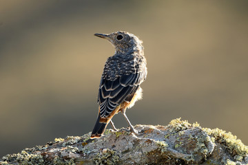 roquero rojo con el cambio de plumaje
