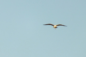 Mouette volante