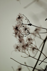 Macro v&eacute;g&eacute;taux