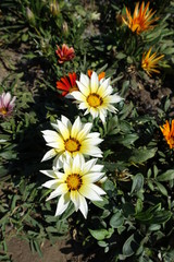 White flowers of gazania with orange centers