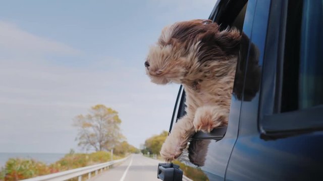 The dog looks out the window of the car that is moving